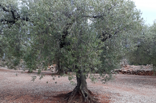 Olivo de Castellón